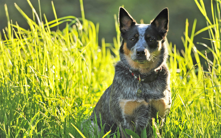 Blue Heeler, green grass, Australian Cattle Dog, summer, lawn, dogs, Australian Bouvier Dog, pets, Australian Heeler, Queensland Heeler