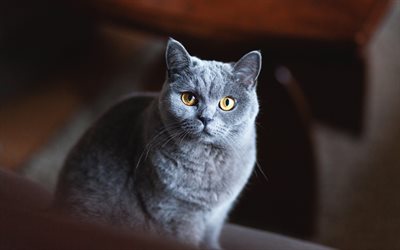 British Shorthair, beautiful gray cat, cute animals, pets, cats, big eyes