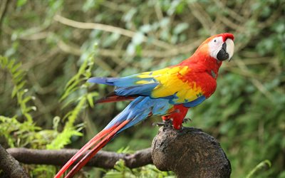 Scarlet papağan, güzel kırmızı papağan, papağan, tropikal kuşlar, Güney Amerika