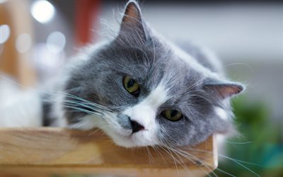cute gray cat, pets, fluffy cat, beautiful eyes, cats