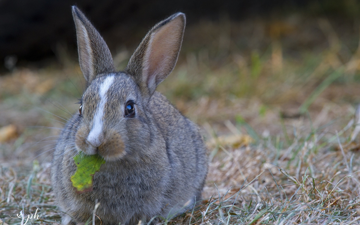 gray rabbit, cute animals, long ears, pets, rabbits