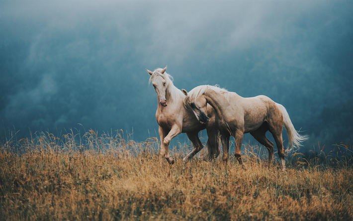 brown cavalos, par de cavalos, belos animais, montanhas, cavalos