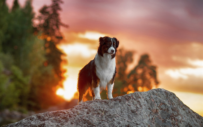 Border Collie, sunset, cute animals, stone, pets, black border collie, dogs, Border Collie Dog