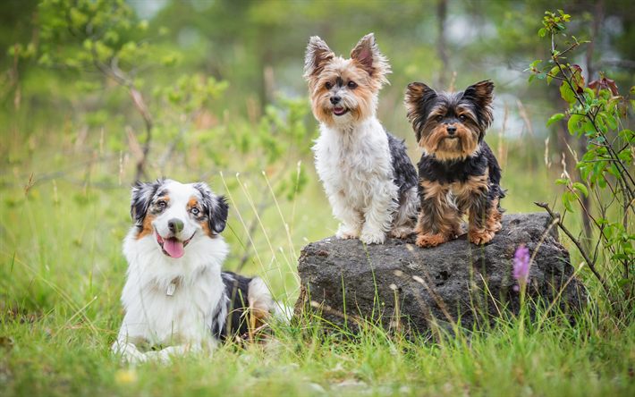 yorkshire terriers, cute animals, dogs, friends, aussie, australian shepherd, fluffy white dog, friendship concepts