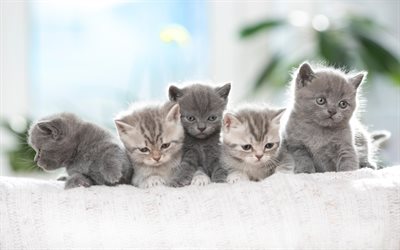 4k, British Shorthair Cats, family, domestic cat, kittens, gray cats, pets, cats, cute animals, British Shorthair
