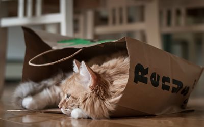 ginger fluffy cat, cat in a paper bag, cute animals, pets, cats, Persian cat