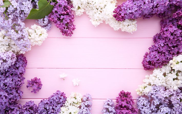 Frame with lilacs, purple wood background, white lilac, flower frame, Lilac frame