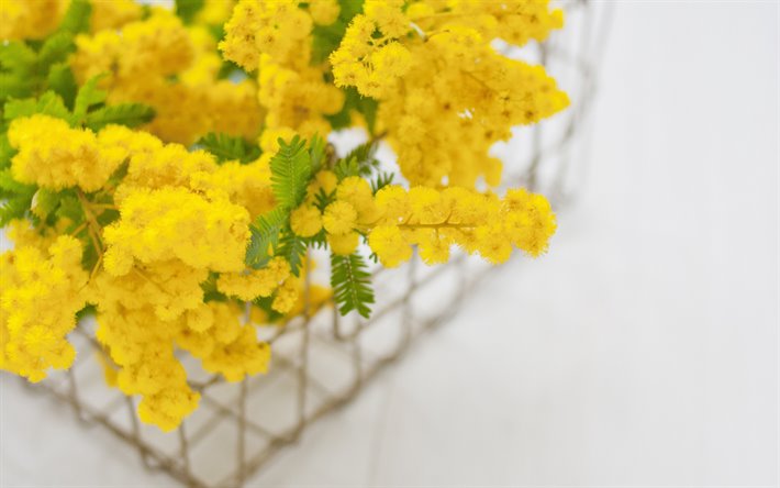 mimosa, jaune, fleurs de printemps, de belles fleurs jaunes, de la branche de mimosa