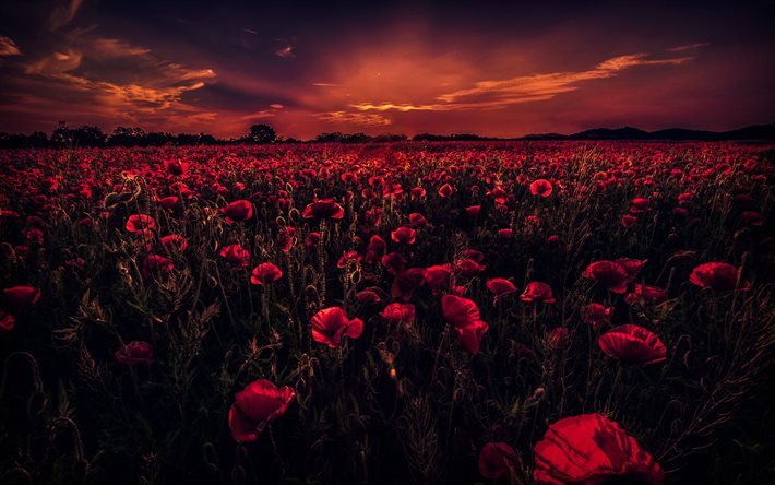 sunset, evening, poppies, field of flowers, poppy field