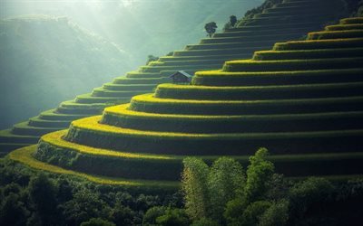 rice field, rice, mountain slope, China