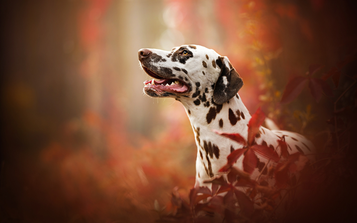 Dalmatian Dog, dogs, autumn, cute animals, Dalmatian, Canis lupus familiaris