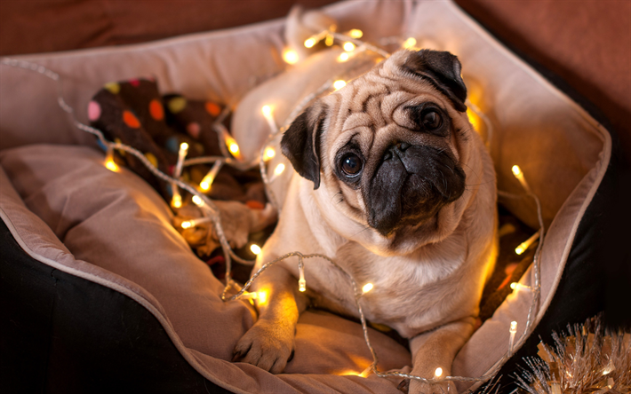 البلدغ الفرنسية, جرو, كلب صغير, السنة الجديدة, عيد الميلاد, إكليل, أضواء, الكلاب