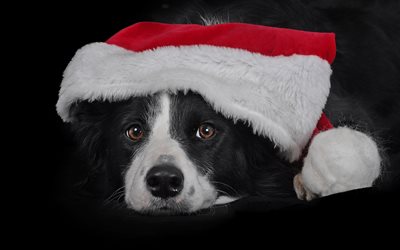 ボーダー Collie, クリスマス, 新年, ペット, 黒犬, かわいい動物たち, 年の犬