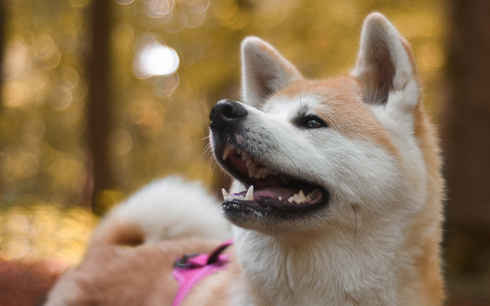 Le Shiba Inu, beau grand chien, le gingembre, le chien, les animaux de compagnie, des animaux mignons, des for&#234;ts