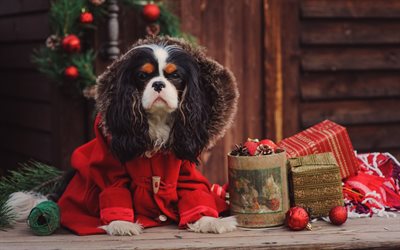 Norfolk Spaniel, Christmas, New Year, decorations, Christmas balls, dogs