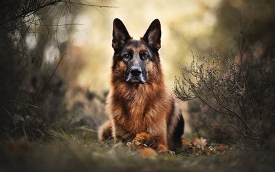 German Shepherd, forest, cute animals, autumn, pets, bokeh, big ears, dogs, German Shepherd Dog