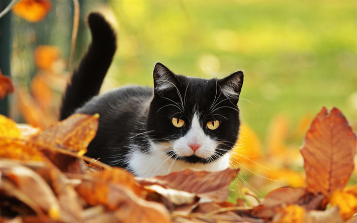 British Shorthair, autunno, gatto nero, close-up, grigio, gatto, animali domestici, gatti, gatto domestico, animali, gatto con gli occhi gialli, British Shorthair Gatto
