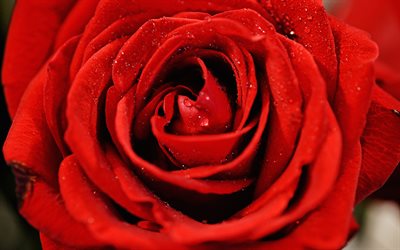 r&#246;d ros, dagg, close-up, red bud, vatten droppar, rosor, r&#246;d blomma