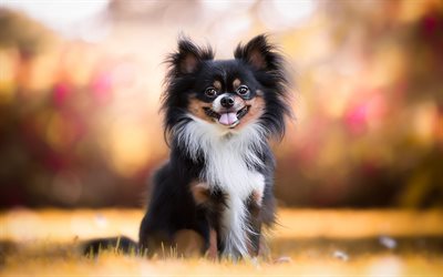 Continental toy spaniel, black and white small dogs, fluffy spaniel, cute animals, dogs, autumn