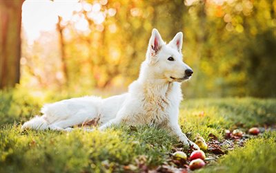 Swiss Shepherd, autumn, cute animals, dogs, white dog, Berger Blanc Suisse, pets, forest, White Shepherd Dog, White Swiss Shepherd