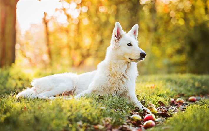 Pastor Su&#237;&#231;o, outono, animais fofos, cachorros, c&#227;o branco, C&#227;o De Pastor Branco Su&#237;&#231;o, animais de estima&#231;&#227;o, floresta, C&#227;o De Pastor Branco, Pastor Branco Su&#237;&#231;o