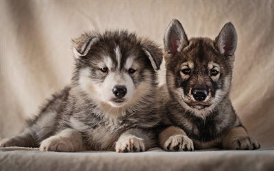 Alaskan Malamute, cute dogs, pets, puppies, cute animals, close-up, small malamutes, Alaskan Malamute Dogs