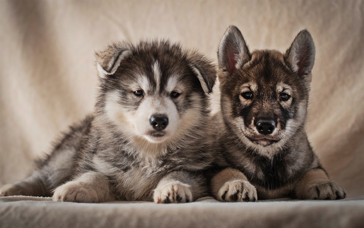 Alaskan Malamute, الكلاب لطيف, الحيوانات الأليفة, الجراء, الحيوانات لطيف, قرب, صغيرة سيتر, Alaskan Malamute الكلاب