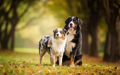 Swiss mountain dog, Aussie, Australian Shepherd, Sennenhund, friends, dogs, friendship concept