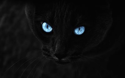 Bombay Cat, blue eyes, pets, close-up, black cat, domestic cat, cats, Bombay