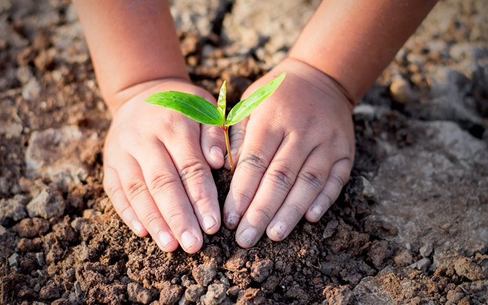 Prenditi cura del pianeta, Salva la Terra, mani del bambino, germoglio verde, Terra, Green Sprout Growing, ecologia, concetti ecologici