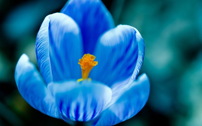 croco blu, macro, primavera, fiori blu, crochi, primo piano, bokeh, fiori primaverili