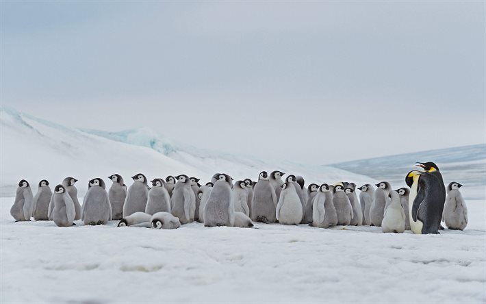 Keisaripingviini, Etel&#228;manner, pingviinilauma, Snow Hill Island, Aptenodytes forsteri, pingviinit