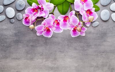 concrete background with pink orchids, concrete texture, orchids, round stones, pink orchids