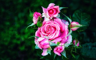 الورود الأرجواني, 4 ك, ماكرو Macro, الزهور الإرجوانية, بهتان الالوان, الورود, براعم, &quot;الأزهار الجميلة&quot;, خلفيات مع الزهور, براعم أرجوانية