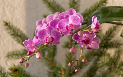 pink orchid, orchid branch, beautiful flowers, orchids, background with pink orchids
