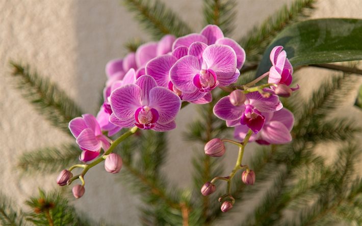 pembe orkide, orkide dalı, g&#252;zel &#231;i&#231;ekler, orkideler, pembe orkideler ile arka plan