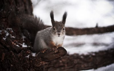squirrel, winter, forest, snow