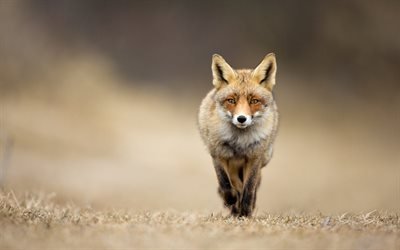 fox, automne, route, red fox