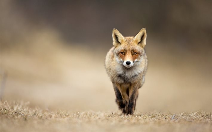 fox, fall, road, red fox