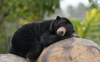 Malayan Sun Bears, bear, lazy bear, teddy bear, Helarctos malayanus, honey bear