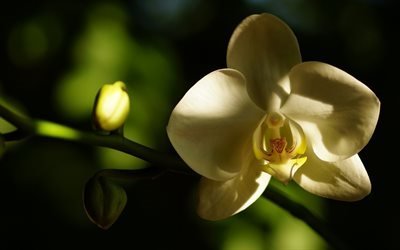 orchid, white orchids, tropical flowers