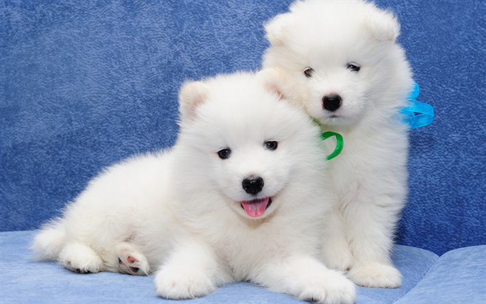 Download wallpapers Samoyed, white fluffy puppies, small dogs, cute