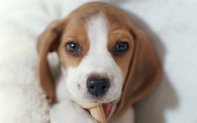 American Foxhound Dog, puppy, dogs, pets, muzzle, cute animals, American Foxhound