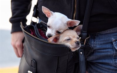 chihuahua, couple, small dogs, puppies, cute animals, bag