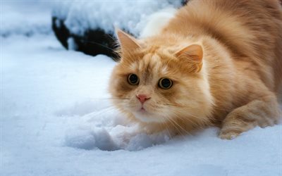 ginger cat, British cat, inverno, neve, gatos, animais fofos