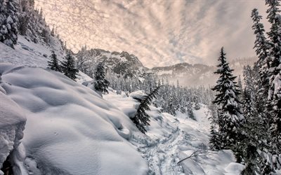 冬, 雪, 山々, 森林, 山の風景, 米国