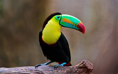 Toucan, colorful birds, Ramphastos toco, zoo, bokeh, Toco Toucan