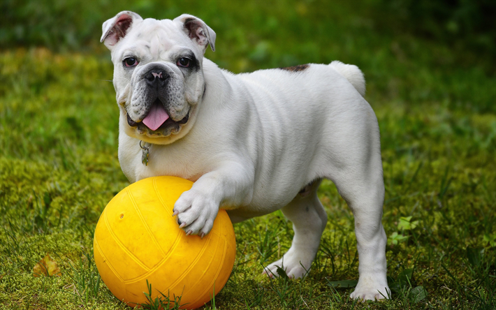 El Bulldog ingl&#233;s, 4k, blanco, cachorro, perro peque&#241;o, bola amarilla