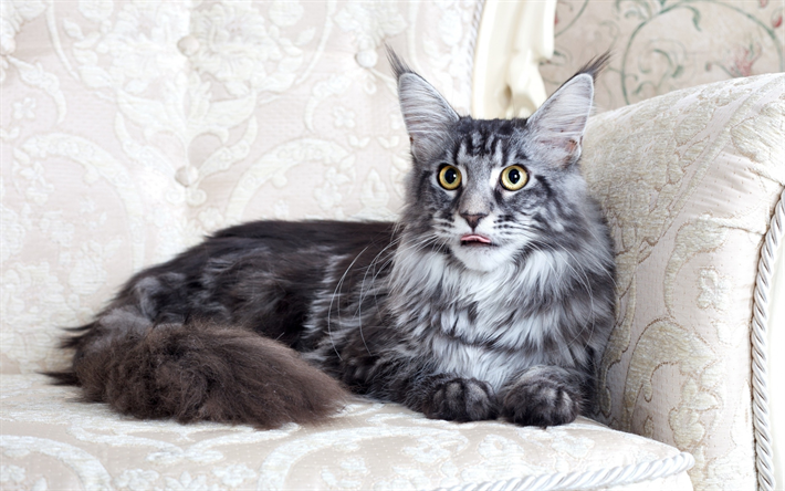 Maine coon, gato cinzento, o gato dom&#233;stico, animais fofos, retrato
