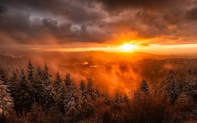 forest, winter landscape, morning, fog, snow, winter, mountains